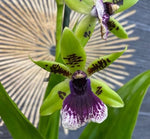 Carica l&#39;immagine nel visualizzatore Galleria, Zygopetalum reginae f. Alba x Zygopetalum Jumpin Jack
