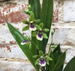 Carica l&#39;immagine nel visualizzatore Galleria, Zygopetalum reginae f. Alba x Zygopetalum Jumpin Jack
