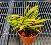 Neofinetia falcata 'Orihime' 織姫