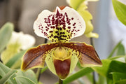 OFFERTA PAPHIOPEDILUM BIS