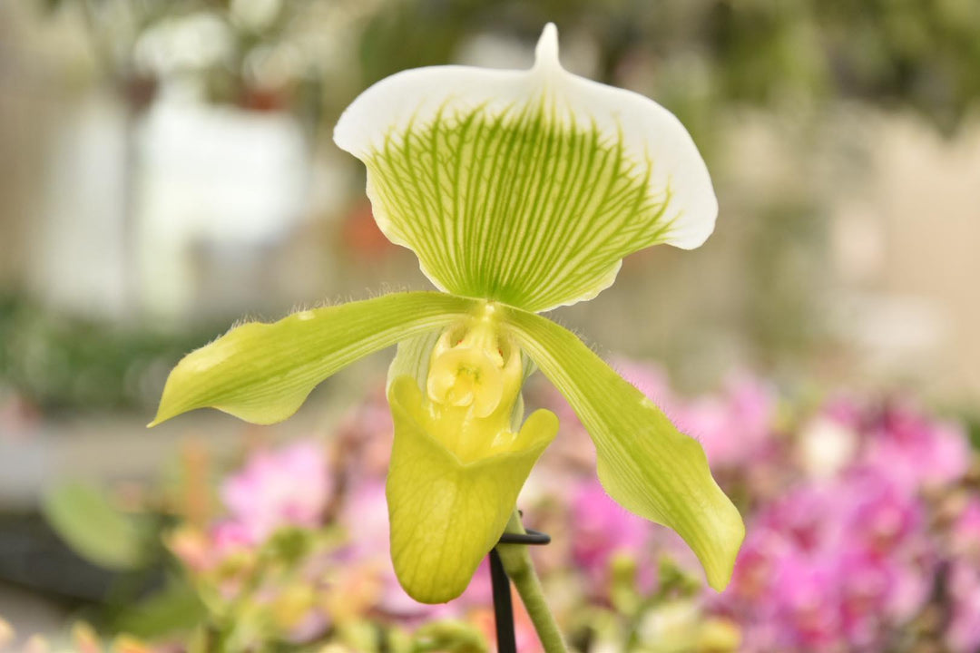 Paphiopedilum Clair de Lune 'Edgard van Belle'