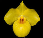 Carica l'immagine nel visualizzatore Galleria, Paphiopedilum armeniacum x self