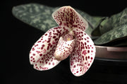 Paphiopedilum bellatulum x self