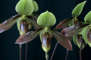 Paphiopedilum Debby Robinson
