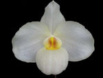Carica l'immagine nel visualizzatore Galleria, Paphiopedilum Armeni White (delenatii alba x armeniacum)