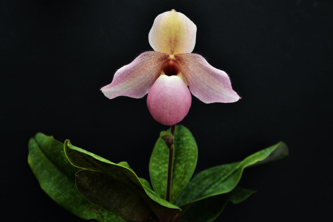 Paphiopedilum Delophyllum (delenatii x glauchophyllum)