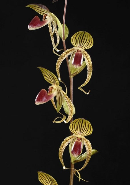 Paphiopedilum Hung Sheng Eagle (gigantifolium x rothchildianum)