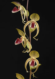 Paphiopedilum Hung Sheng Eagle (gigantifolium x rothchildianum)