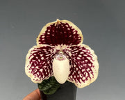 Paphiopedilum godefroyae