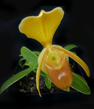 Paphiopedilum helenae x self