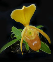 Paphiopedilum helenae x self