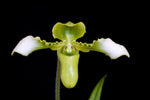 Load image into Gallery viewer, Paphiopedilum hirsutissimum var. album (syn. P. esquirolei)