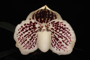 Paphiopedilum leucochilum x self