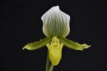 Carica l&#39;immagine nel visualizzatore Galleria, Paphiopedilum Maudiae (callosum x lawrenceanum)
