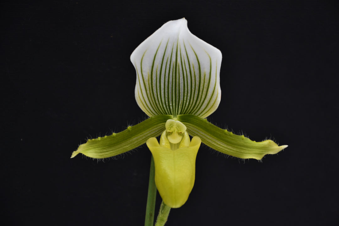 Paphiopedilum Maudiae (callosum x lawrenceanum)