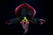 Paphiopedilum Maudiae Vinicolor 'Schwartze Madonna' (callosum x lawrenceanum)