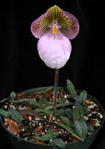 Load image into Gallery viewer, Paphiopedilum micranthum x self