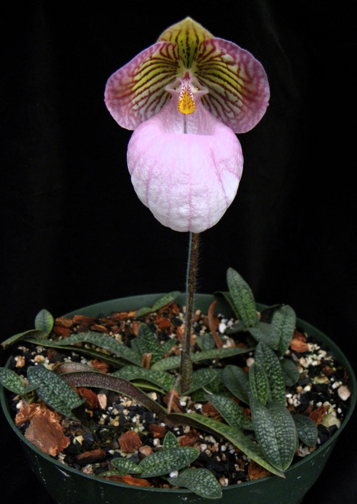 Paphiopedilum micranthum x self