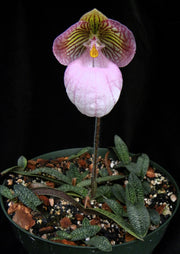 Paphiopedilum micranthum x self