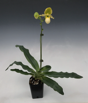Paphiopedilum pinocchio var. alba