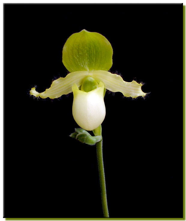 Paphiopedilum pinocchio var. alba