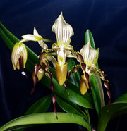 Paphiopedilum QF John Fields (parishii x praestans)