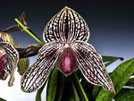 Carica l&#39;immagine nel visualizzatore Galleria, Paphiopedilum Rolfei (bellatulum x rothschildianum)
