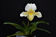 Paphiopedilum Rosy Dawn