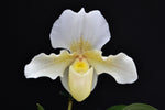 Load image into Gallery viewer, Paphiopedilum Rosy Dawn