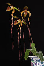 Carica l'immagine nel visualizzatore Galleria, Paphiopedilum sanderianum x anitum