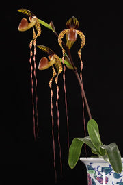 Paphiopedilum sanderianum x anitum