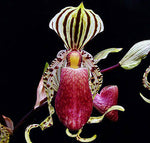 Carica l'immagine nel visualizzatore Galleria, Paphiopedilum supardii x self