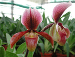 Load image into Gallery viewer, Paphiopedilum Winter Pearl (Magic Lantern xemernii var. huonglanae)