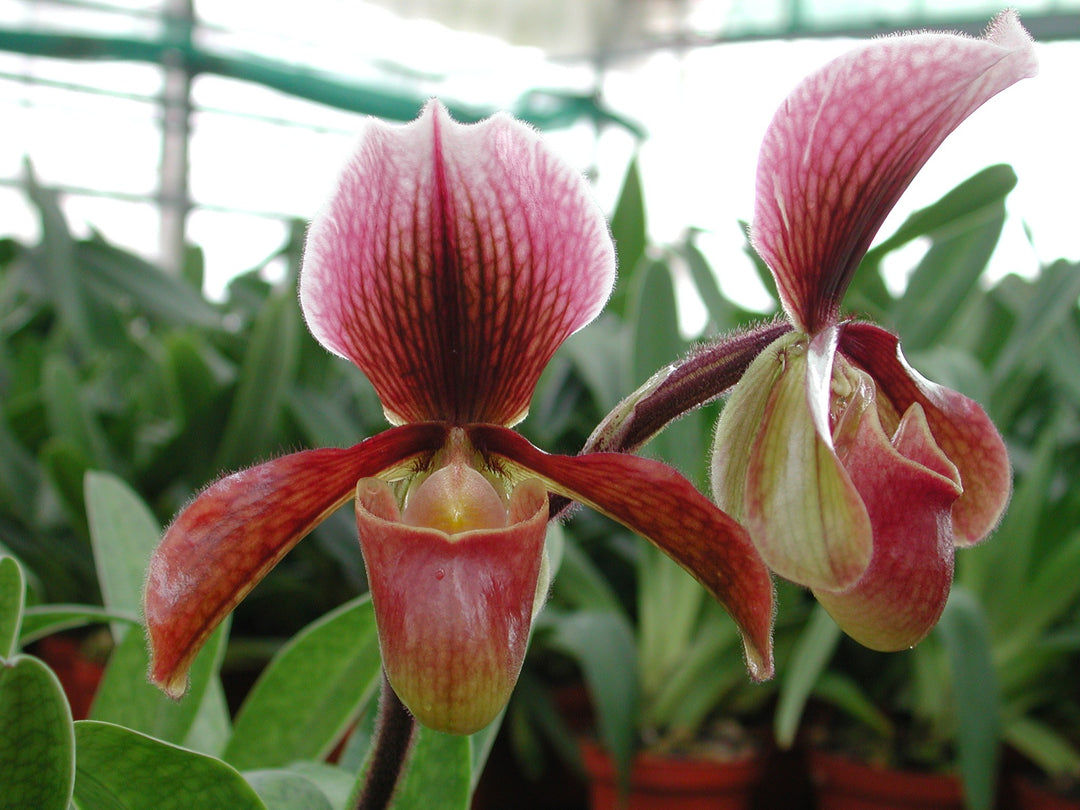 Paphiopedilum Winter Pearl (Magic Lantern xemernii var. huonglanae)