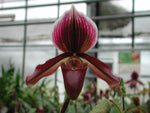 Carica l'immagine nel visualizzatore Galleria, Paphiopedilum Earl of Chester