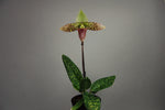 Carica l'immagine nel visualizzatore Galleria, Paphiopedilum sukhakulii x self