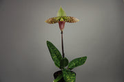 Paphiopedilum sukhakulii x self