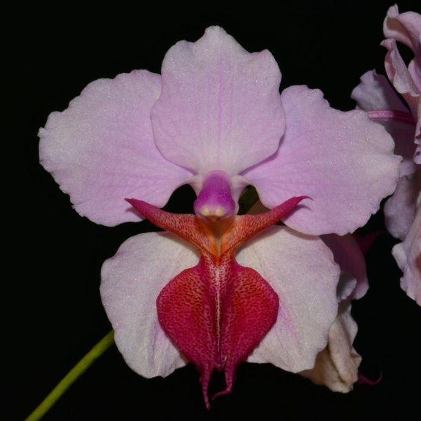 Papilionanthe tricuspidata