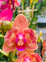 Carica l&#39;immagine nel visualizzatore Galleria, Phalaenopsis Paprika - Peloric 2 eyes
