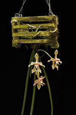 Load image into Gallery viewer, Paraphalaenopsis denevei
