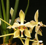 Load image into Gallery viewer, Paraphalaenopsis denevei
