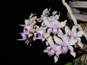 Paraphalaenopsis Paraphalaenopsis labukensis