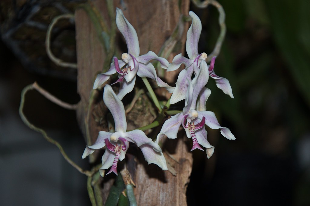 Paraphalaenopsis labukensis x Paraphalaenopsis serpentilingua