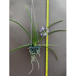 Carica l&#39;immagine nel visualizzatore Galleria, Paraphalaenopsis serpentilingua x Rhynchostylis coelestis
