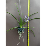 Paraphalaenopsis serpentilingua x Rhynchostylis coelestis