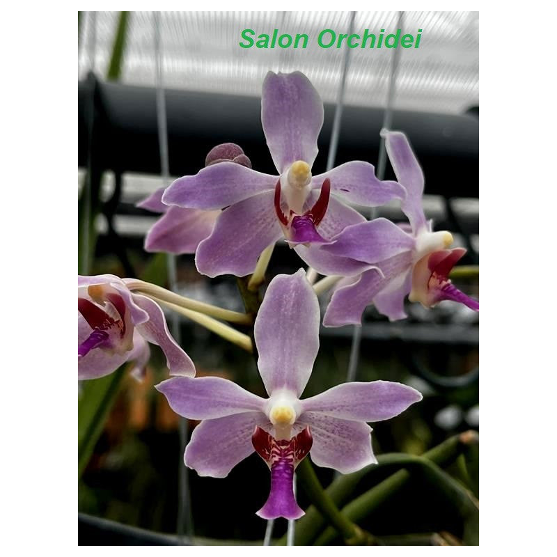 Paraphalaenopsis serpentilingua x Rhynchostylis coelestis