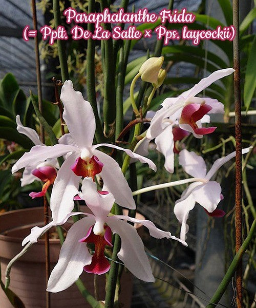 Paraphalanthe Frida (Pplt. De La Salle × Pps. laycockii)
