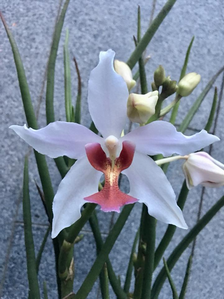 Paraphalanthe Frida (Pplt. De La Salle × Pps. laycockii)
