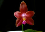 Carica l&#39;immagine nel visualizzatore Galleria, Phalaenopsis Penang Girl (Phal. venosa CH x Phal. violacea f. indigo)
