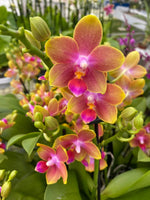 Carica l&#39;immagine nel visualizzatore Galleria, Phalaenopsis Caribbean Sorbet
